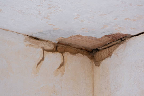 Best Flood restoration services  in Tangerine, FL