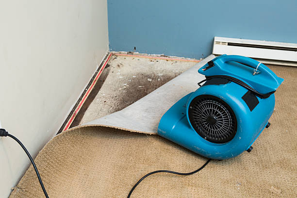 Best Ceiling water damage repair  in Tangerine, FL